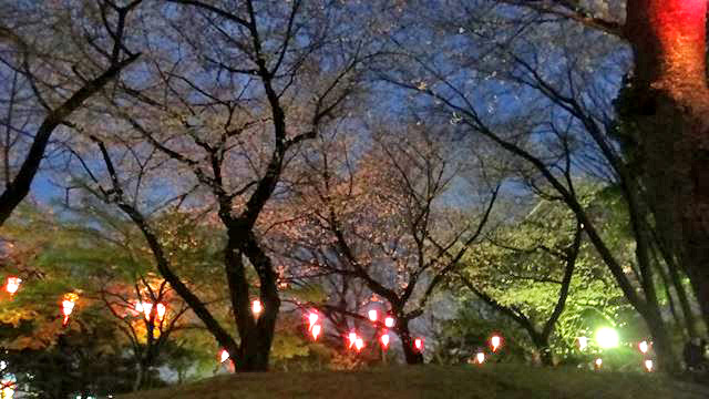 夜桜鑑賞会 in 飛鳥山公園