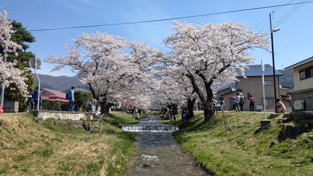 猪苗代の桜名所巡りと山菜ハンター 2018