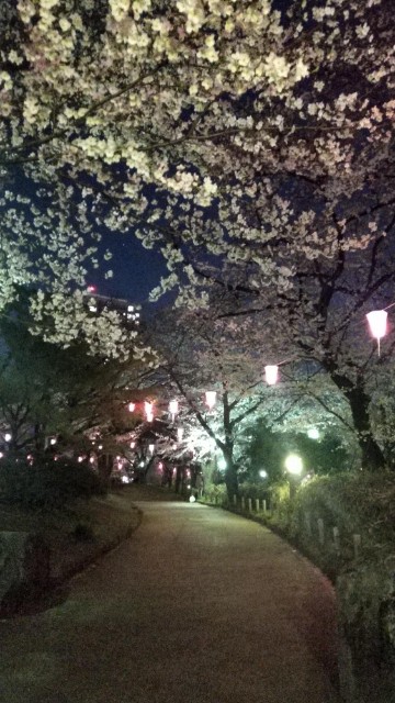 『短信』飛鳥山公園で夜桜見物してきました
