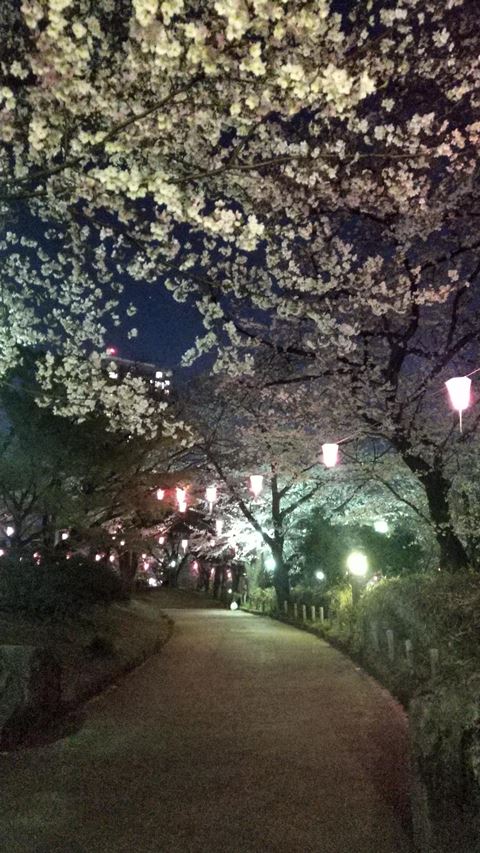 飛鳥山公園の夜桜 2019