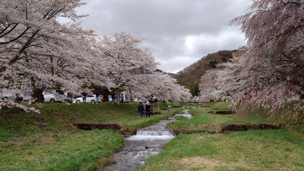桜スポットはしごと会津で頑張るカッパぐりーんちゃん 会津お花見ツアー 2023