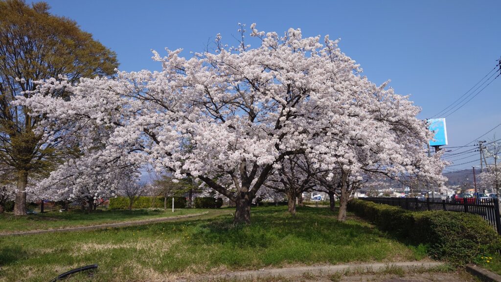 満開の桜をひっそり楽しむー会津若松某所でお花見