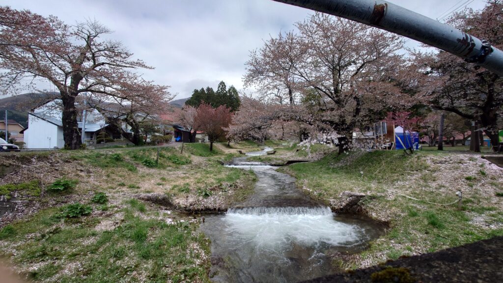 少々時季はずれですが……猪苗代の桜名所めぐり 2025