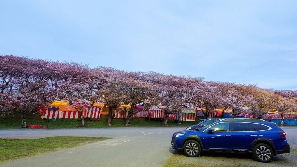 見頃は過ぎましたが。権現堂の桜を見てきました