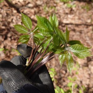 投票に行ってオトクをゲット！？選挙割 2016
